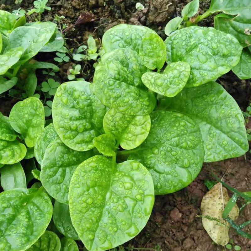 Cultivo prático Sementes de Espinafre Malabar de Alta Qualidade 200 500 Sementes (Alta germinação) Sementes de Vegetais