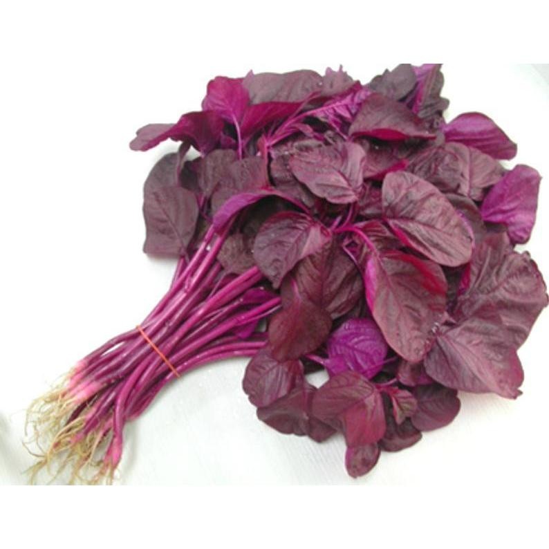 Cultivo prático  Sementes de Espinafre Vermelho (200 500 Sementes) Sementes de Amaranto Vermelho / Espinafre Sementes de