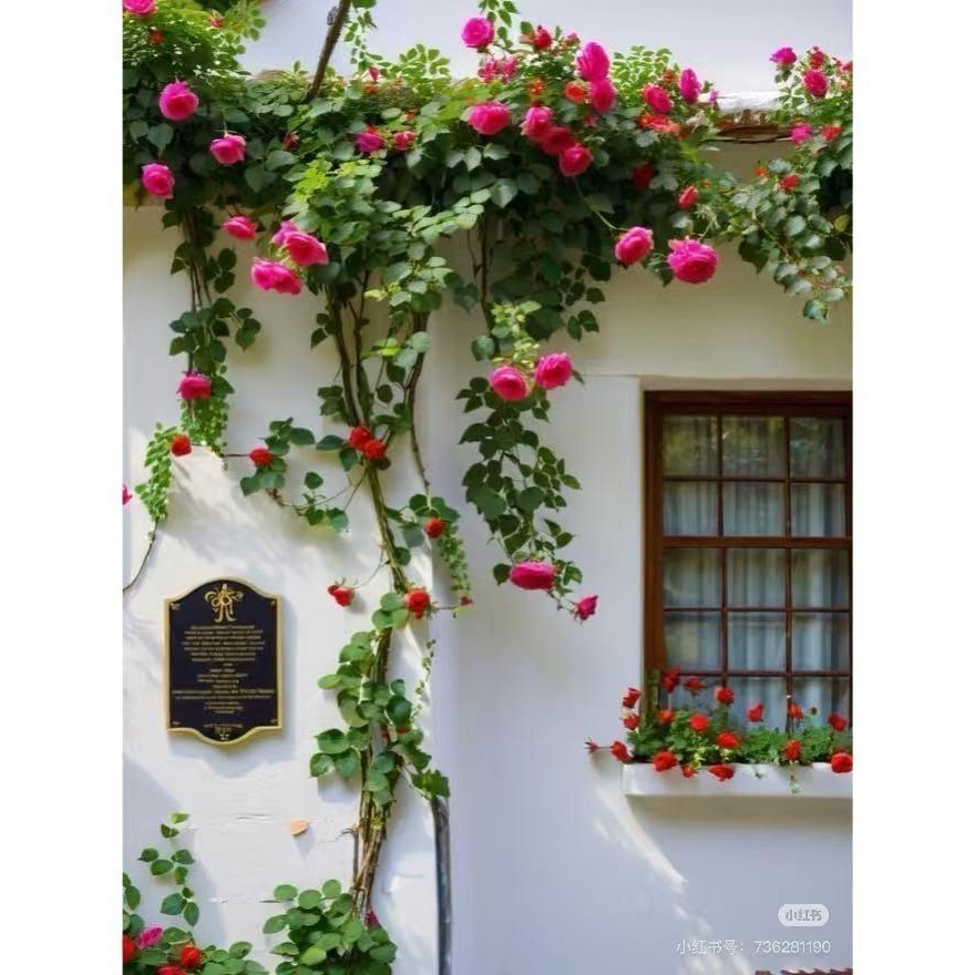 Rara ambiente verde Rara Leao A-II 50 sementes de rosas trepadeiras para plantio no jardim -13