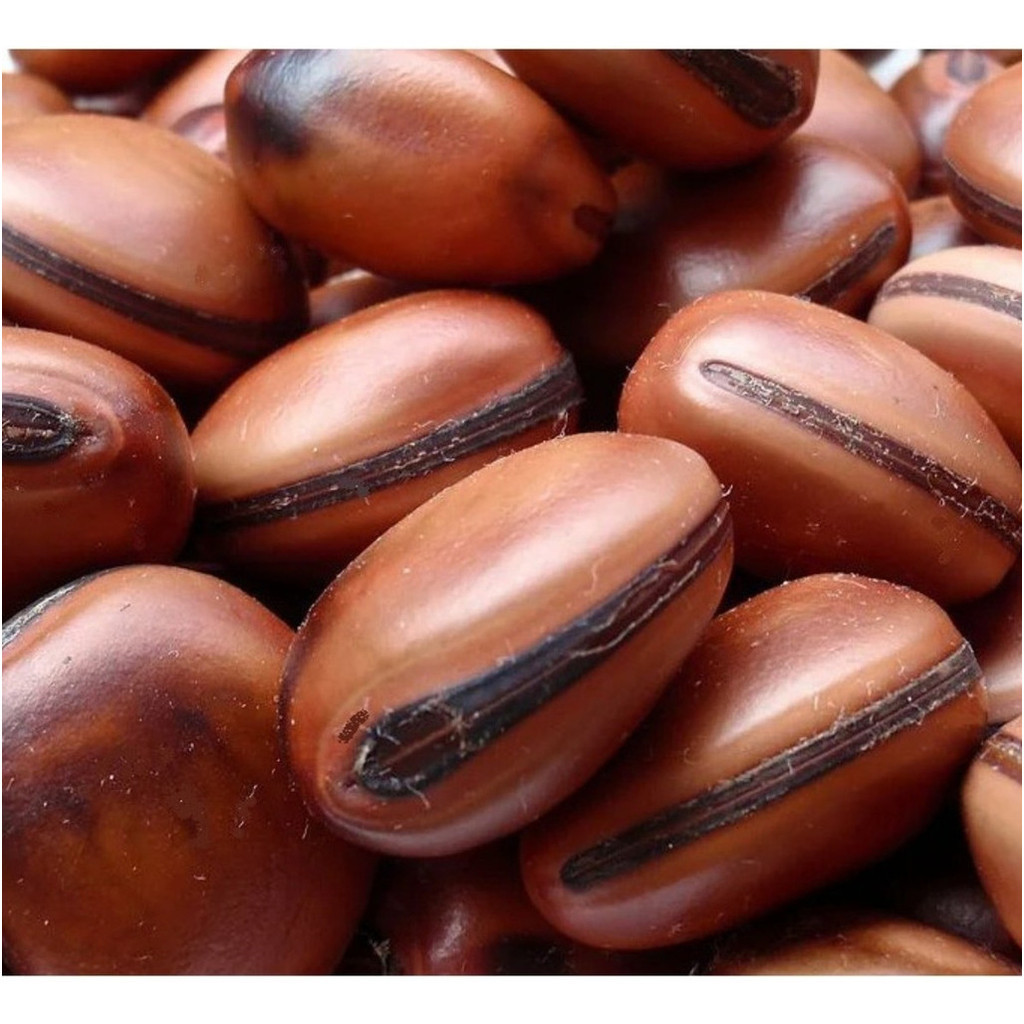 Liolin Garden 100 Sementes Olho De Boi Amuleto Natural Sem Furo Mucunã em Oferta na Shopee