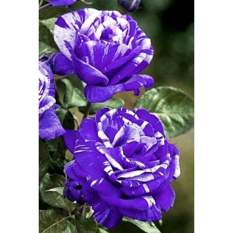 200 Sementes Rosa Roxa Pimenta Branca | Flor Ornamental Rara | Manual de Cultivo | Fácil de Plantar