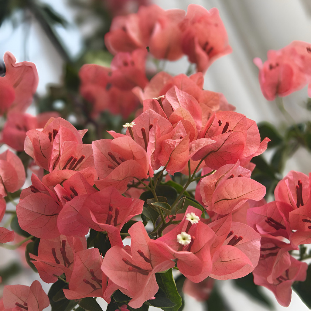 flores ornamentais 100 sementes Resistente Ao Sol E Pouca Água planta para vaso