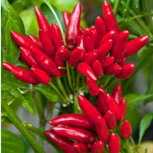 Sementes de Pimenta Malagueta