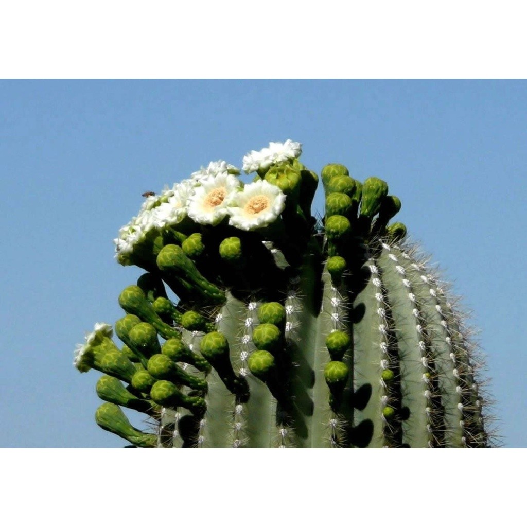 promocão 350 Sementes Cactos Saguaro Carnegiea Gigantea Cactus Gigante