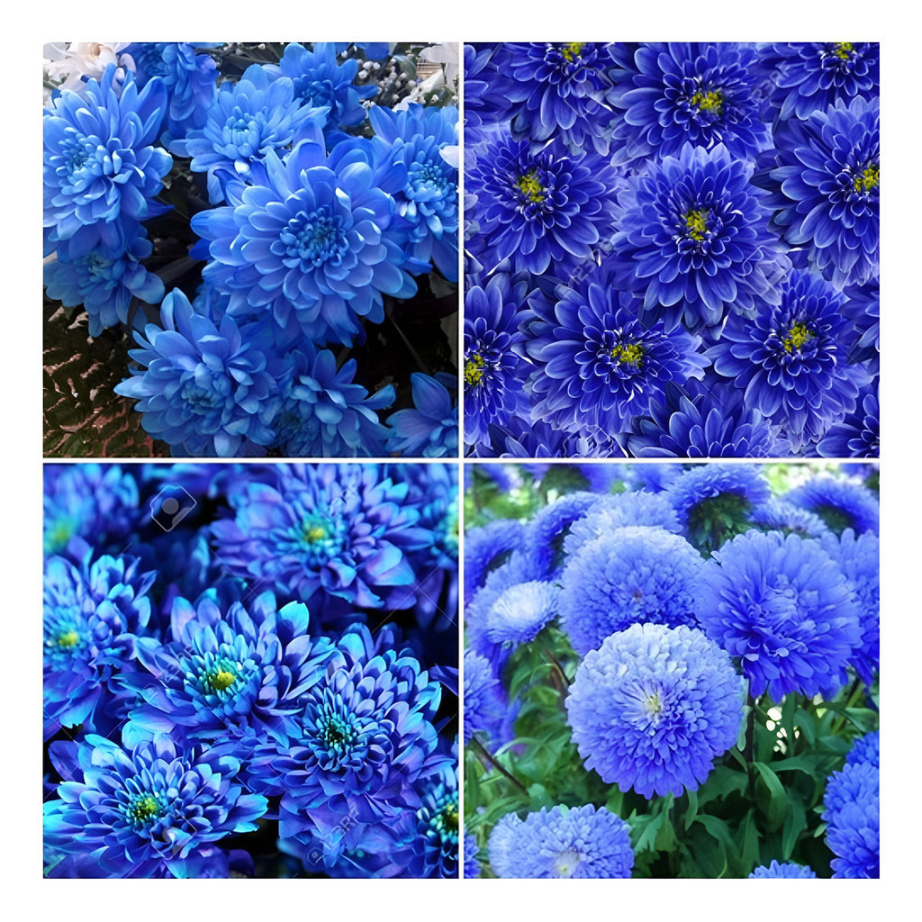300 Sementes de Crisântemo Azul Importadas + Brinde | Flor Ornamental para Jardim/ Vaso | Fácil Germinação