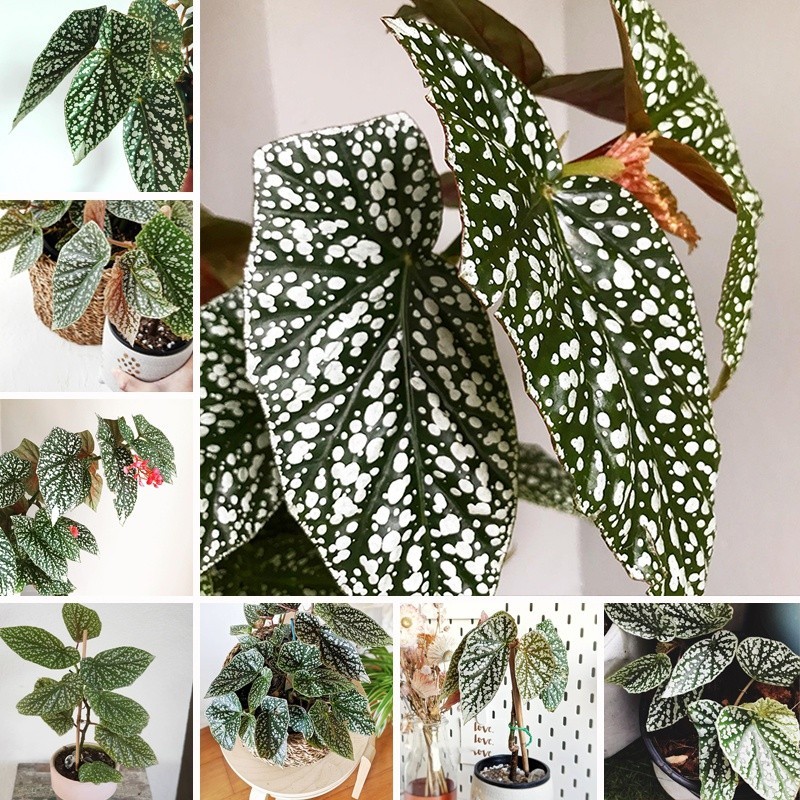 Planta Rara Begônia Capa de Neve 200 500 Sementes Sementes de Bonsai para Decoração de Jardim sementes organicas