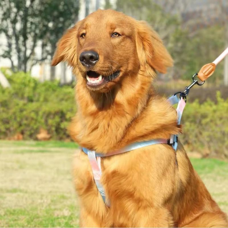 Kit Pet Peitoral Americano Ajustável e Guia de Corda Roliça com Amortecedor Degradê Ombré para Cachorro e Gato