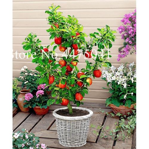 Cultivo prático  pcs por saco Bonsai de Maçã Anão, 50 100 Sementes de Árvore de Maçã Miniatura para Interior e Exterior