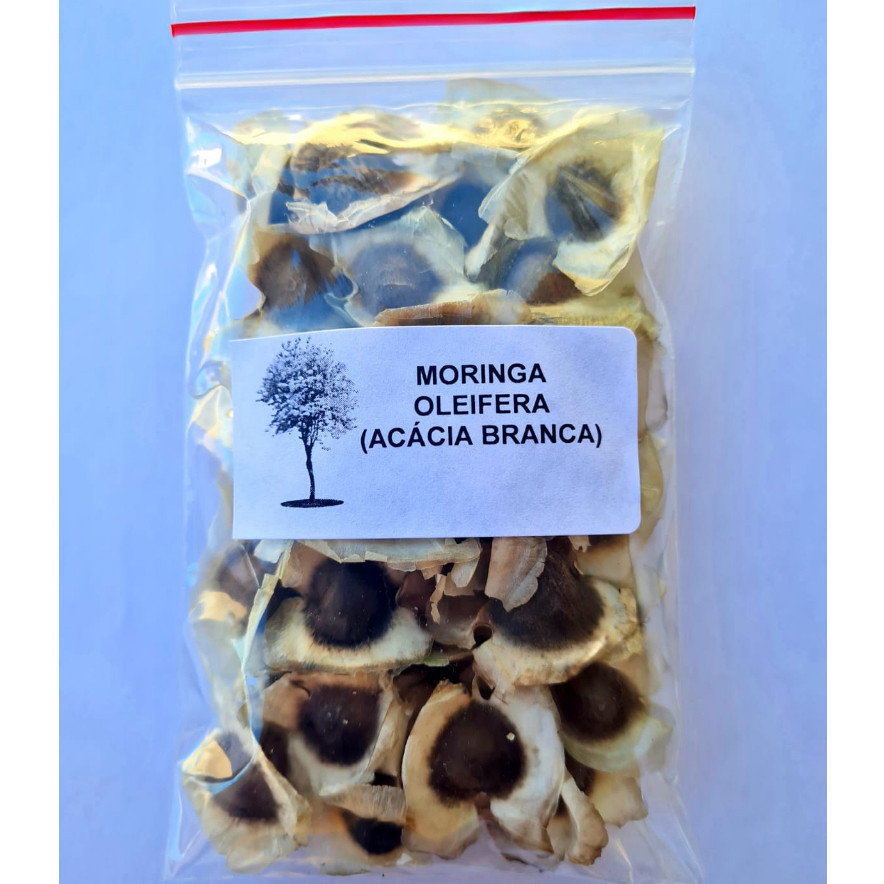 Sementes premium 50 Sementes Moringa Oleifera - Acácia Branca