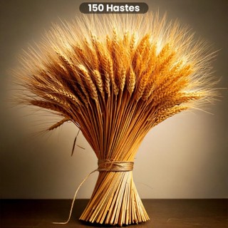100 Hastes Trigo Seco Para Decoração Sala Convites Casamento Arranjos Artesanato Maços Boho Elegante em Oferta na Shopee