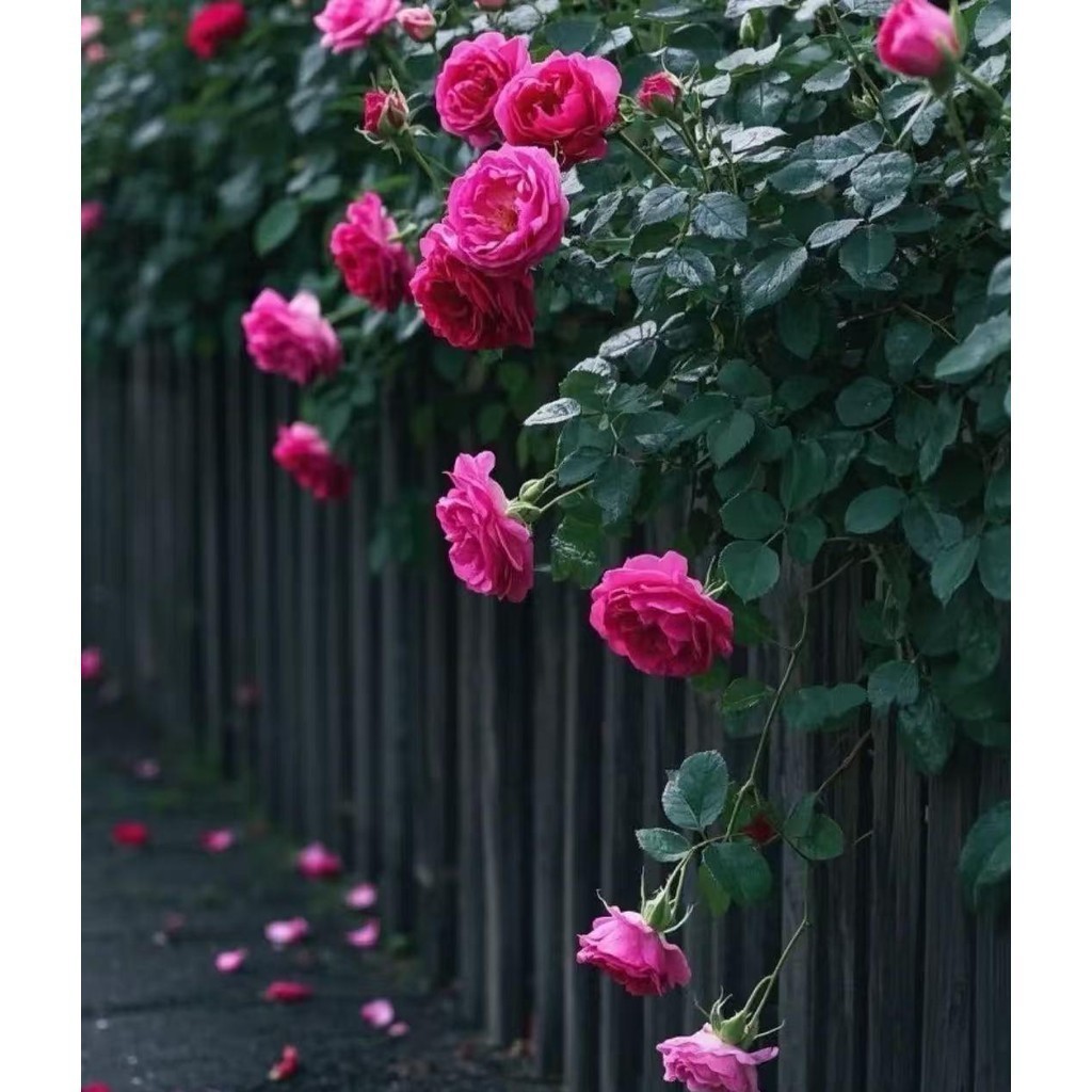 Rara ambiente verde Rara Leao A-II 100 sementes de rosas trepadeiras para plantio no jardim -3
