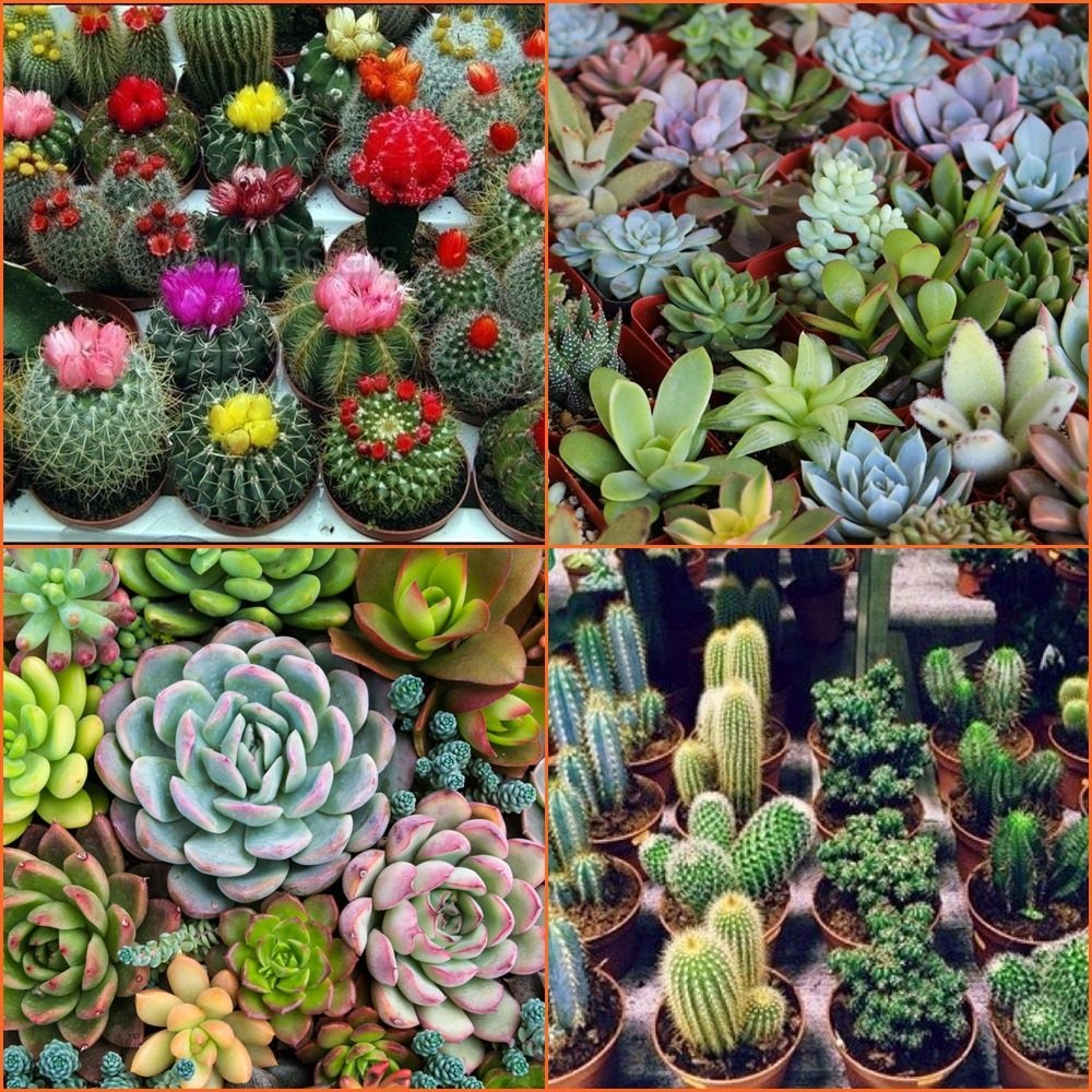 Mix 600 Sementes 300 De Mini Cacto + 300 De Suculentas sementes organicas