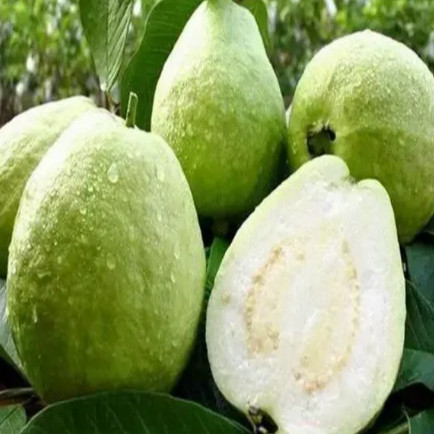 SEMENTES DE GOIABA CHINESA BRANCA – 20 SEMENTES | Fruta Doce e Exótica | Fácil Cultivo com manual
