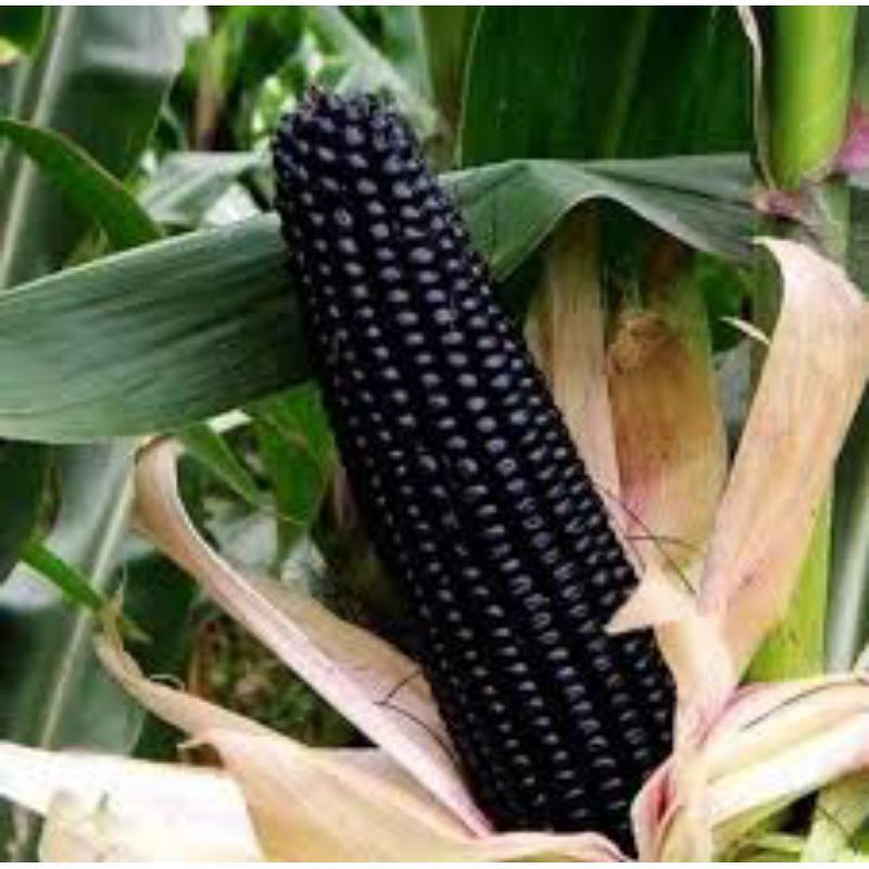 100 Sementes Milho Preto Peruano Relíquia agrícola. organico. sementes novas