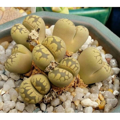 promocão Sementes Cacto Pedra Lithops Otzeniana Suculenta P/ Mudas