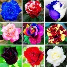 EXCLUSIVO Rosa (raras) MIX 100 Sementes  acompanha Folheto de como plantar! Premium EXCLUSIVO T5