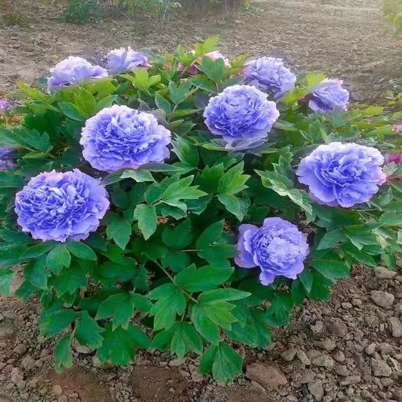 Cultivo prático pcs/pack Cores Misturadas Peônia 200 500 Sementes para Plantar Flores Peônia Plantas Vivas Sementes Flor