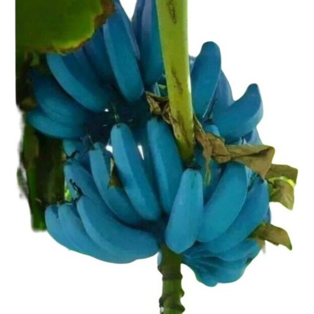 natureza viva 100 Sementes De Banana Azul Blue Java Especie Muito Rara th