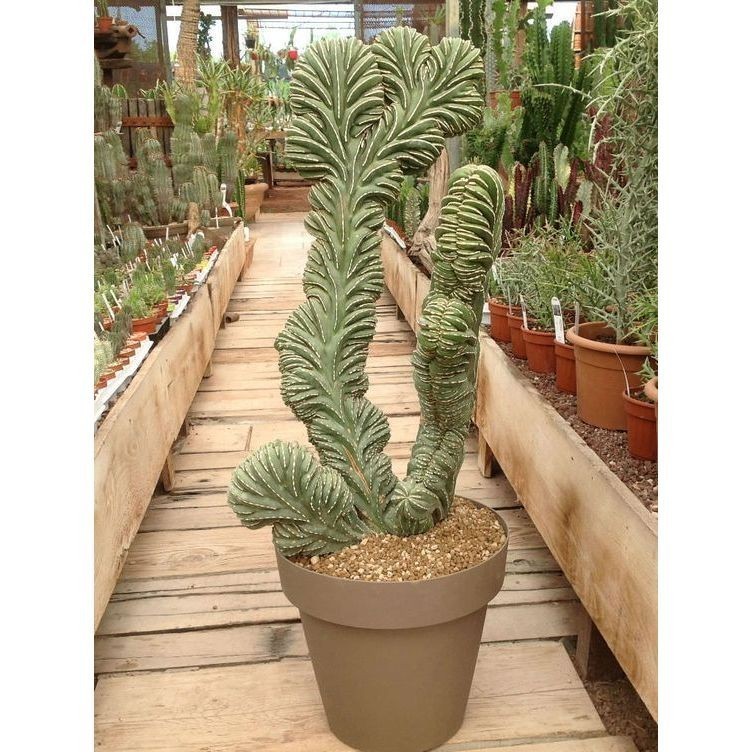 100 sements cacto Pachycereus marginatus  com manual de cultivo sementes organicas