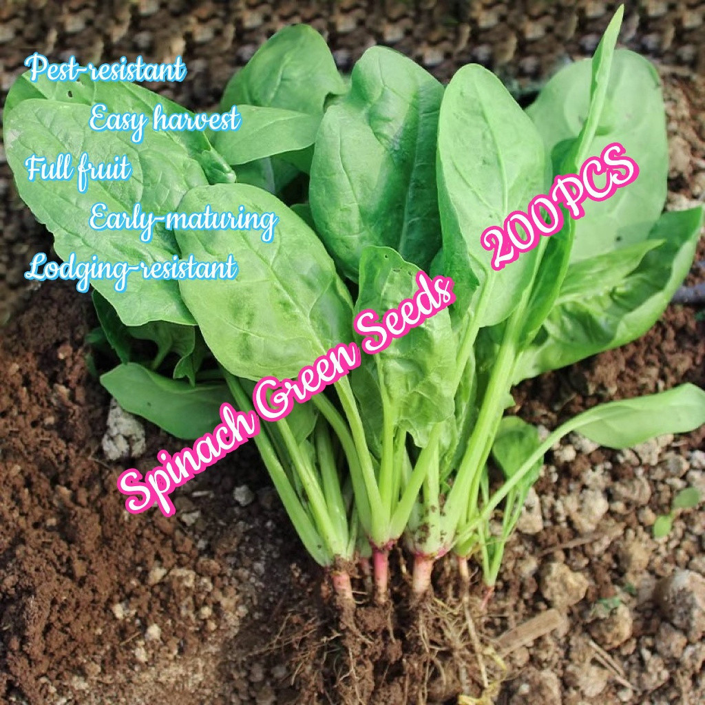 200 500 Sementes PCS/PACK Espinafre Verde - Legumes de Espinafre para Plantio