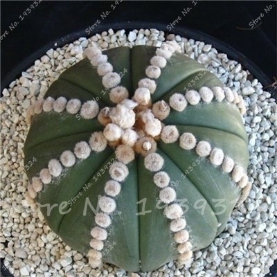 20 Sementes Suculentas/cactos Pedra Bruta Tetragonia Vários top sementes organicas