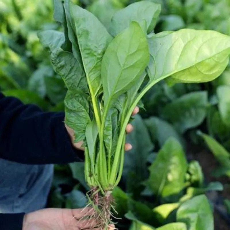 Cultivo prático 200 500 Sementes de Espinafre Orgânico Resistente ao Calor para Plantio de Vegetais Sementes para Jardin