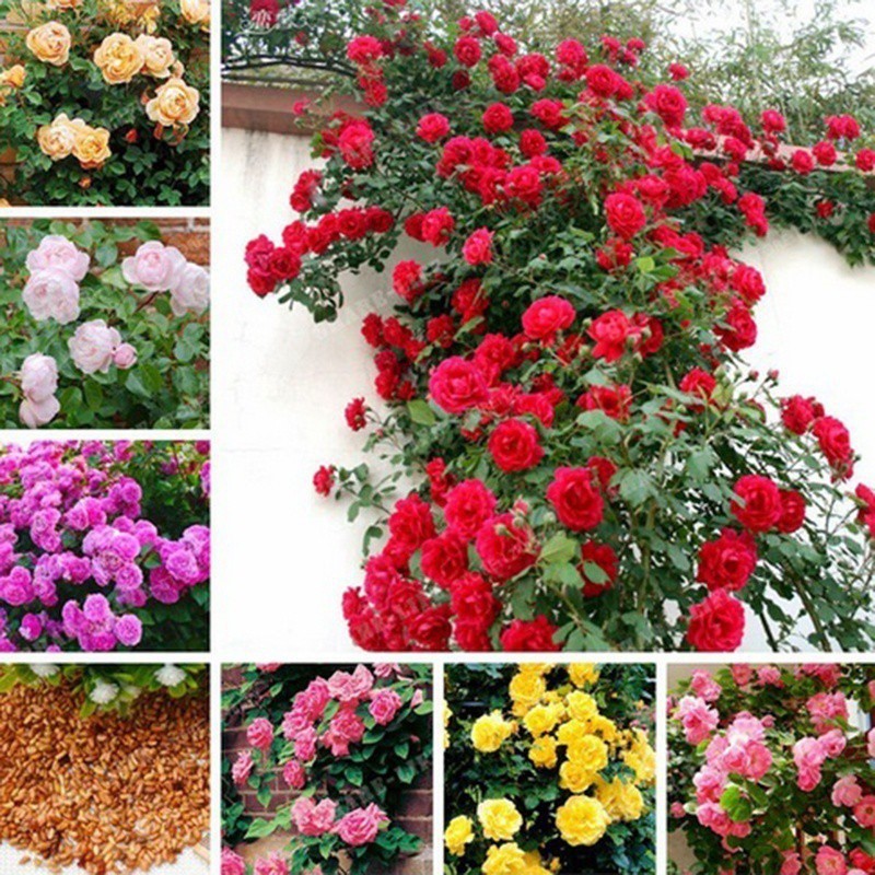 Cultivo prático 50 100 sementes pcs Jardinagem Casa Plantas em Vaso Rosa Branca Rosa Rosa Enfeites Mini Rosa