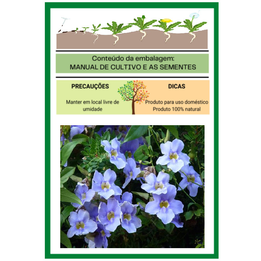 Fácil cultivo 100 Sementes de Trepadeira Tumbergia azul