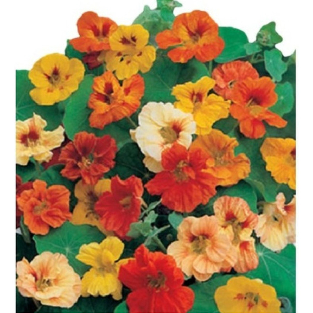 1000 Sementes de Capuchinha Sortida (Tropaeolum majus) Flor Comestível para Jardim/Tempero Cores Variadas