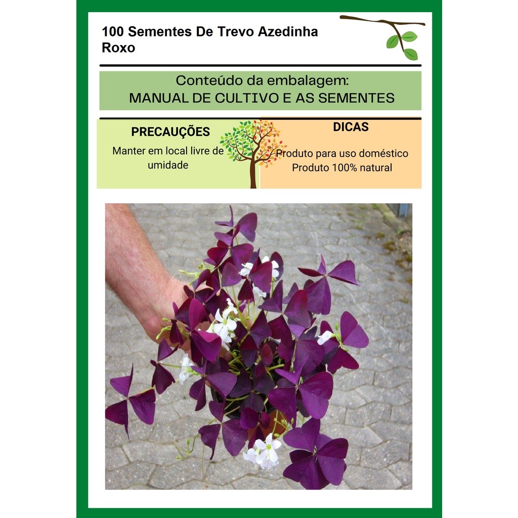 Uso hobby / jardinagem 100 Sementes De Trevo Azedinha Roxo Fácil cultivo