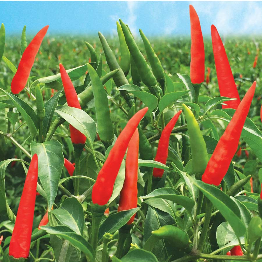 jardinagem Sementes de pimenta vermelha picante são tolerantes ao calor, fáceis de germinar