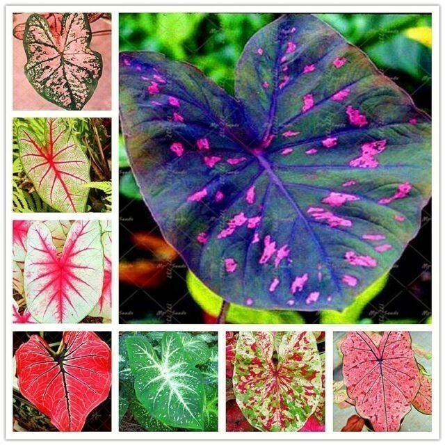 Kit 200 Sementes Sortidas Mix de Flores e Temperos + Manual de Cultivo | Jardim Horta Caseira