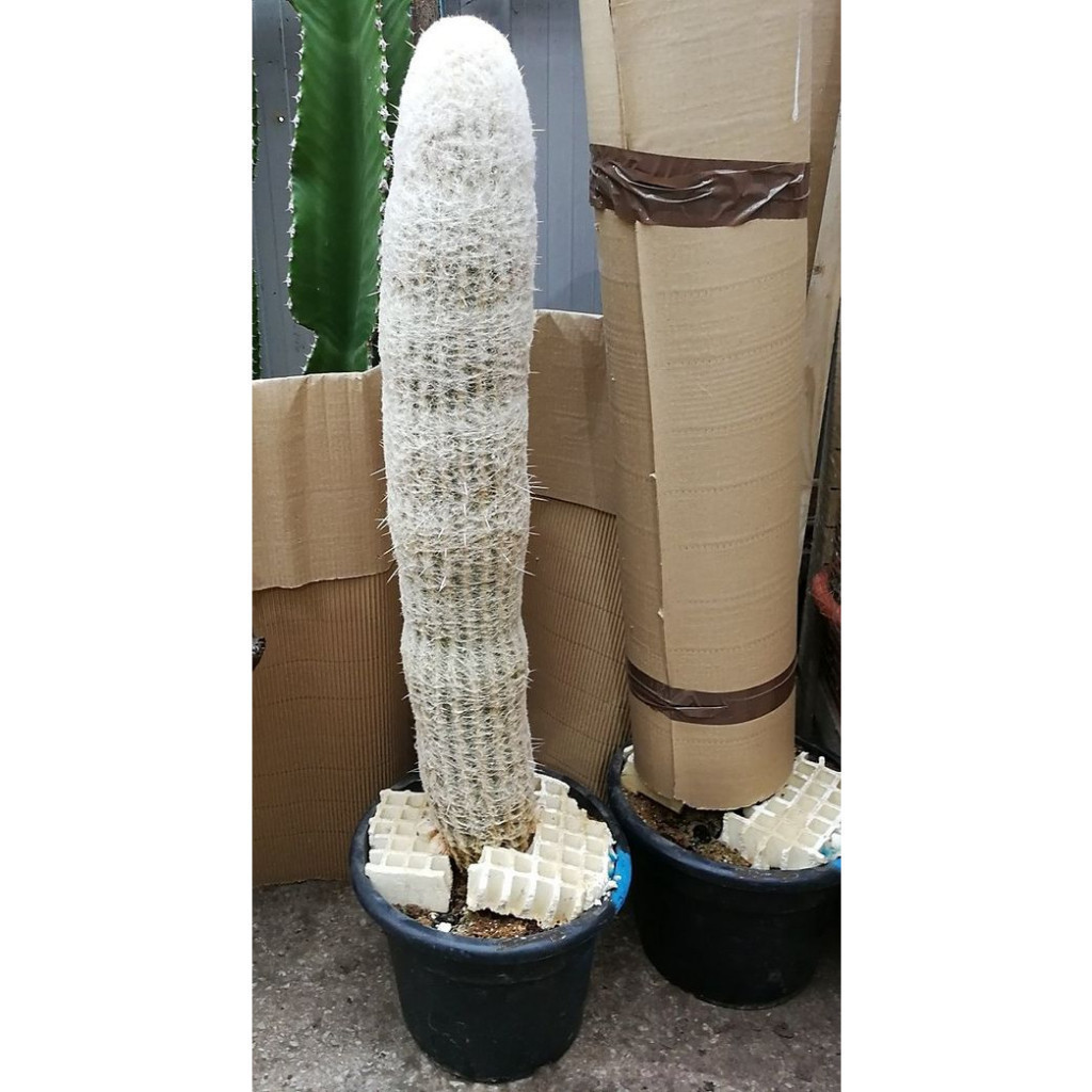 promocão 100 sements cacto cacto velho peruano(Espostoa lanata)  com manual de cultivo