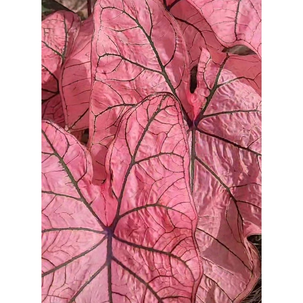 Bulbo Caladium Spring Fling (T2)