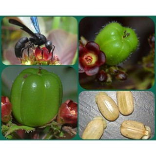 plantio fácil 200 Sementes de Pinhão Roxo ( Jatropha gossypiifolia ). em Oferta na Shopee