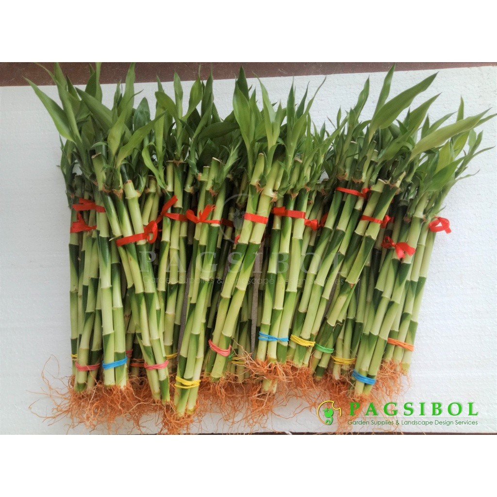 200 500 Sementes de Bambu da Sorte (Hastes por Pacote) - Para brindes ou coleção própria