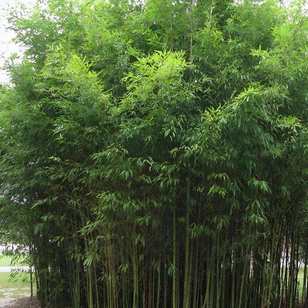 500  Sementes Bambu Cana-da-índia (phyllostachys Aurea)