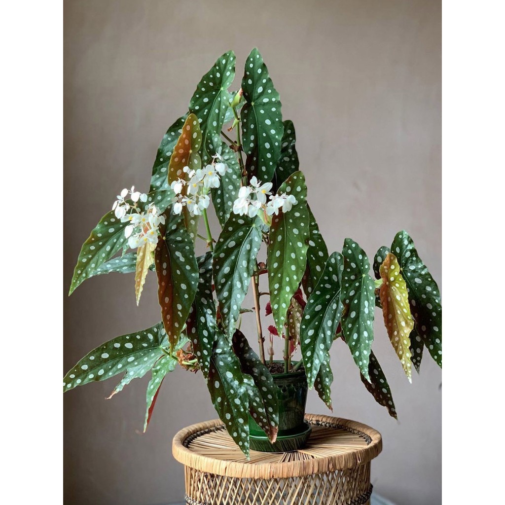 Sementes de Begônia Truta PCS 200 500, planta verde importada, planta ornamental em vaso para varanda interna sementes o