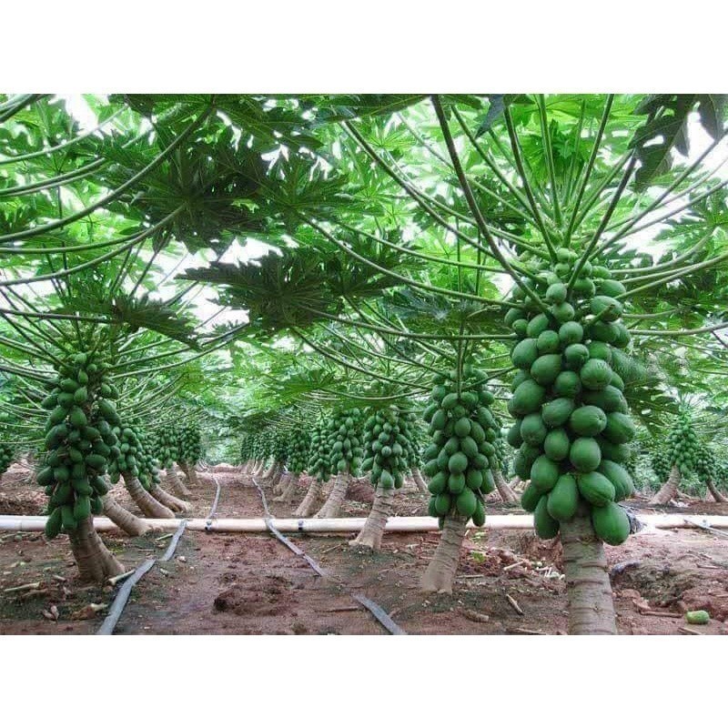 Liolin Garden Kit 50 Sementes de Mamão Anão Red Lady para plantio de sementes da fruta