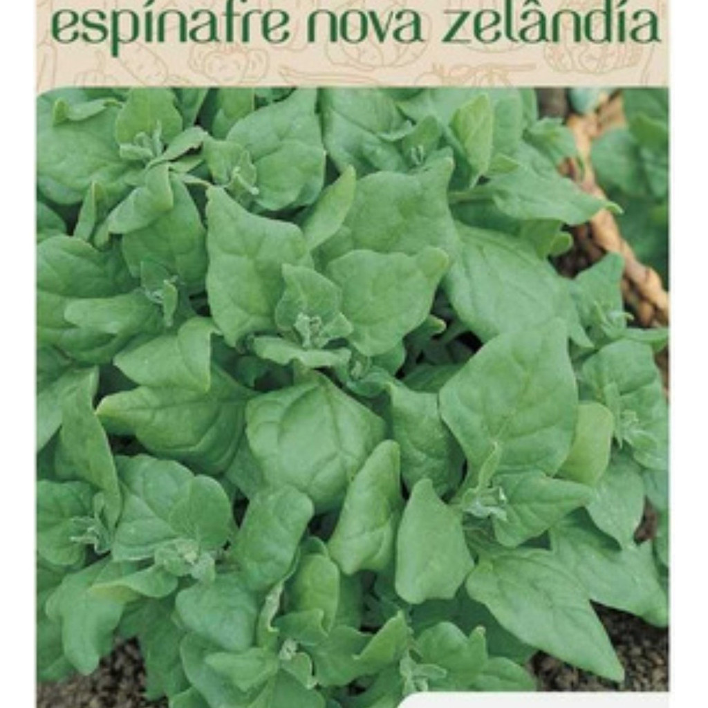 1000 Sementes de Espinafre Nova Zelândia Tetra (Tops) | Hortaliça Folhosa | Alta Germinação | Para Horta