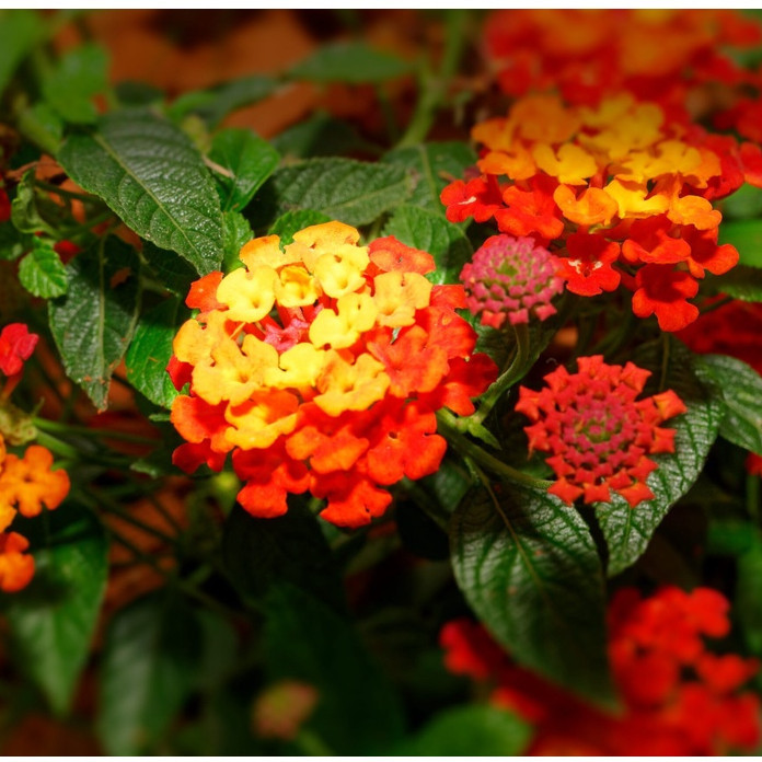 Rara Fácil cultivo 30 Sementes De Lantana camara  - Frete rápido pra fazer plantas
