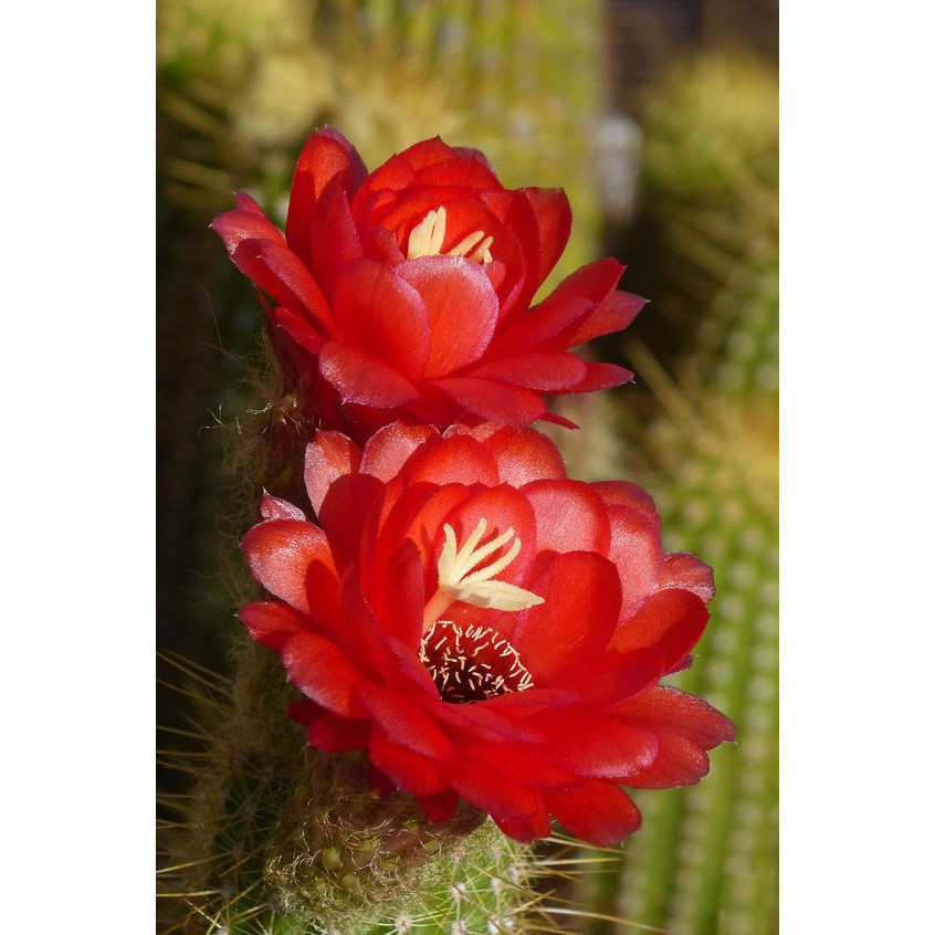 Liolin Garden 200 Sements de Cacto Tocha Vermelha (Echinopsis huascha)