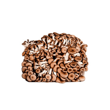 Cogumelo Shimeji Preto Hortmix