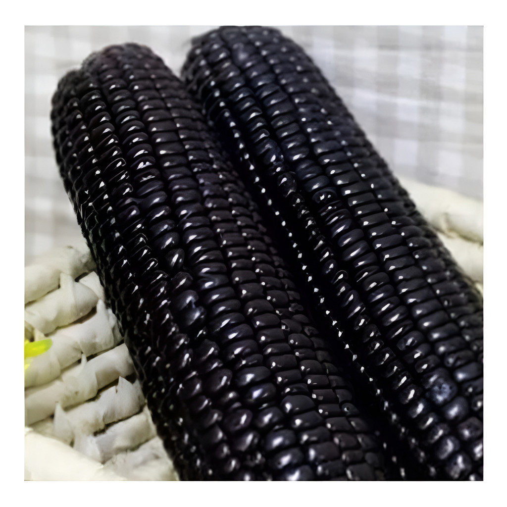 A-II 1000 Sementes De Milho Preto Gigante  Black Crioulo