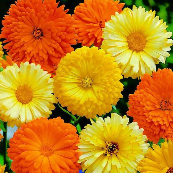 Sementes Calêndula Medicinal em Oferta na Shopee