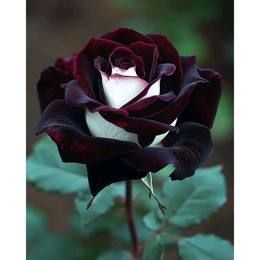100 sementes rosas osiria blacks com manual de cultivo pronta entrega envio em 24h l