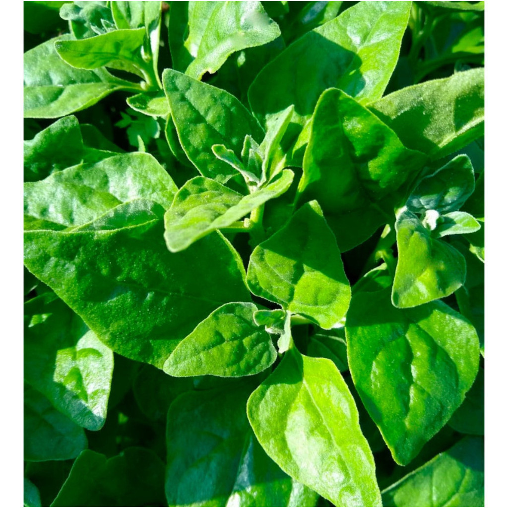 1000 Sementes de Espinafre Nova Zelândia | Alta Germinação | Hortaliça para Horta e Jardim | Fácil Plantio
