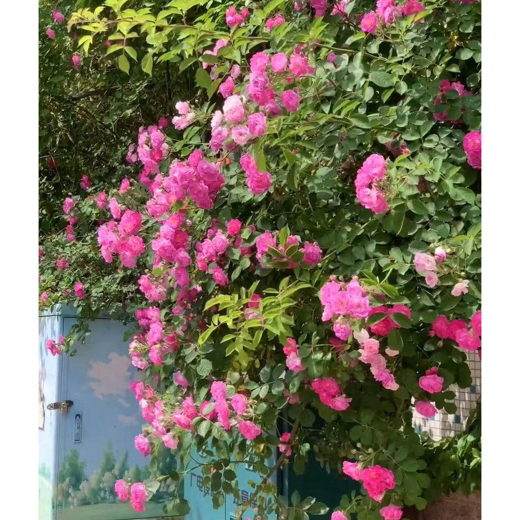 Rara ambiente verde Rara 50 Sementes De Rosas Trepadeiras Para Plantio No Jardima-42