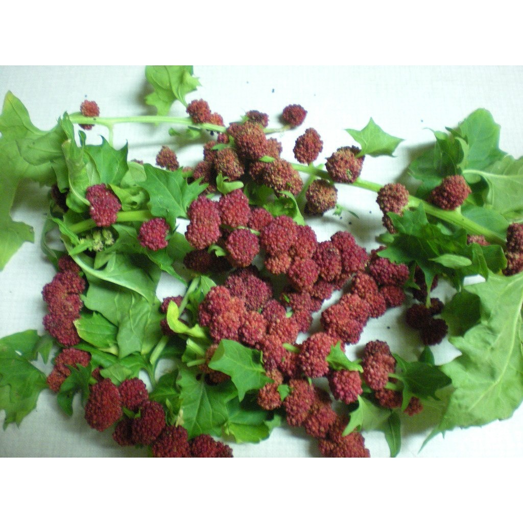 20 Sementes De Espinafre Morango 2 Em 1! Vegetal E Fruta SEMENTES ORGANICAS