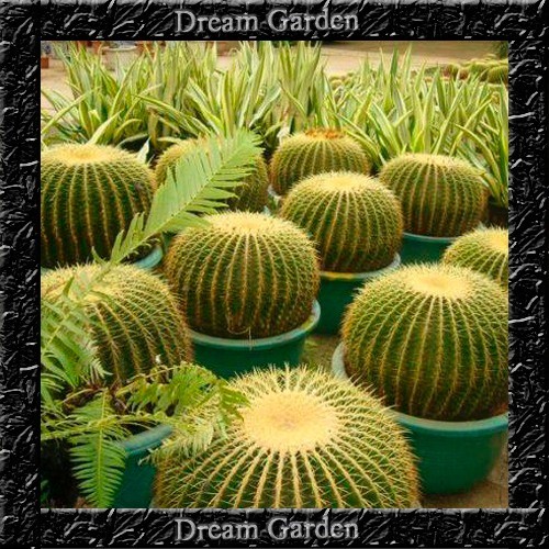 promocão 100 Sementes Cacto Bola Barril Echinocactus Grusonii - Jardim Decoração